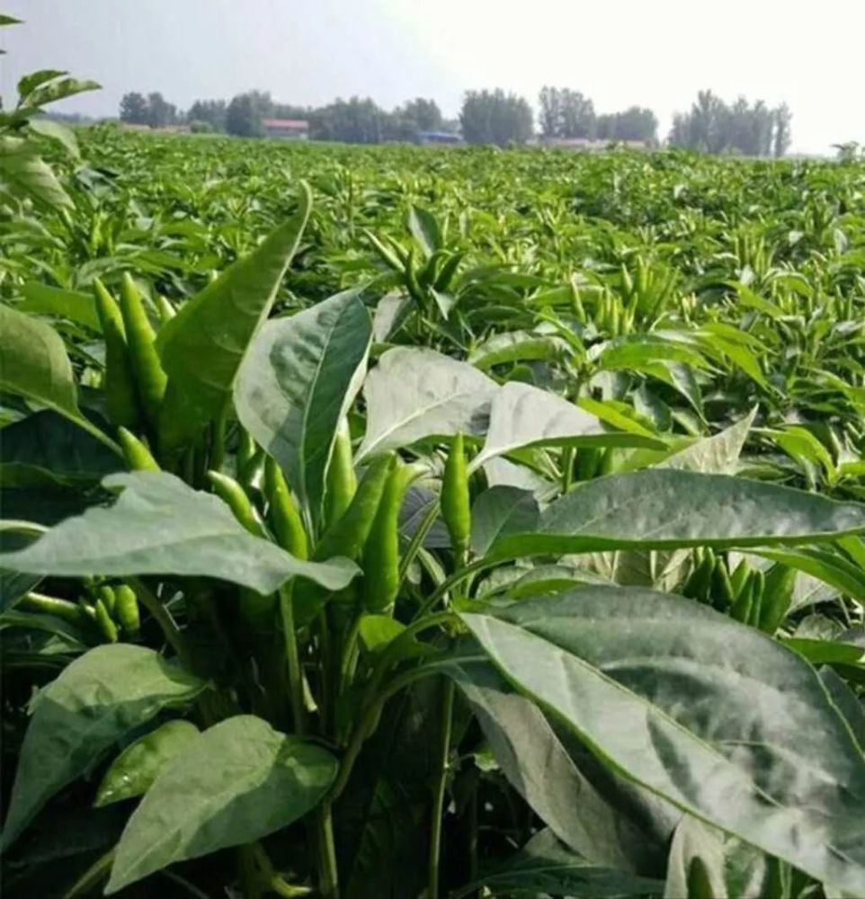 大山乡:小米辣,让群众"辣"满了腰包,"辣"出了盼头