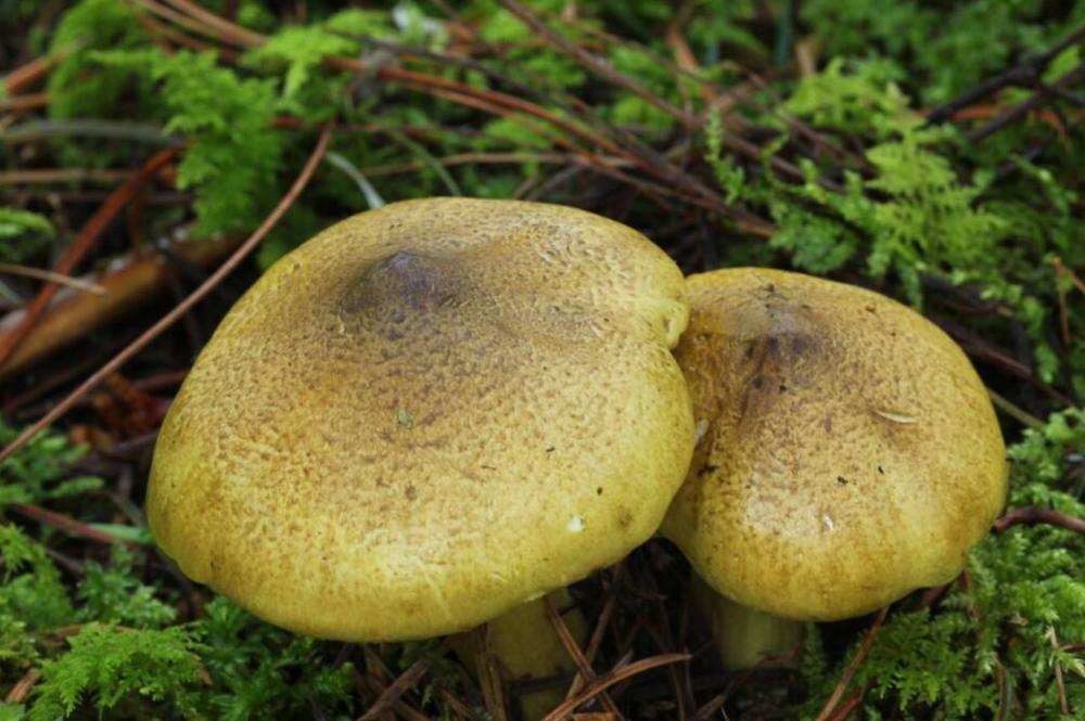 荒野维生野菜系列黄口蘑