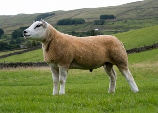 苏格兰绵羊拍卖以344万元天价成交,买主称:物超所值