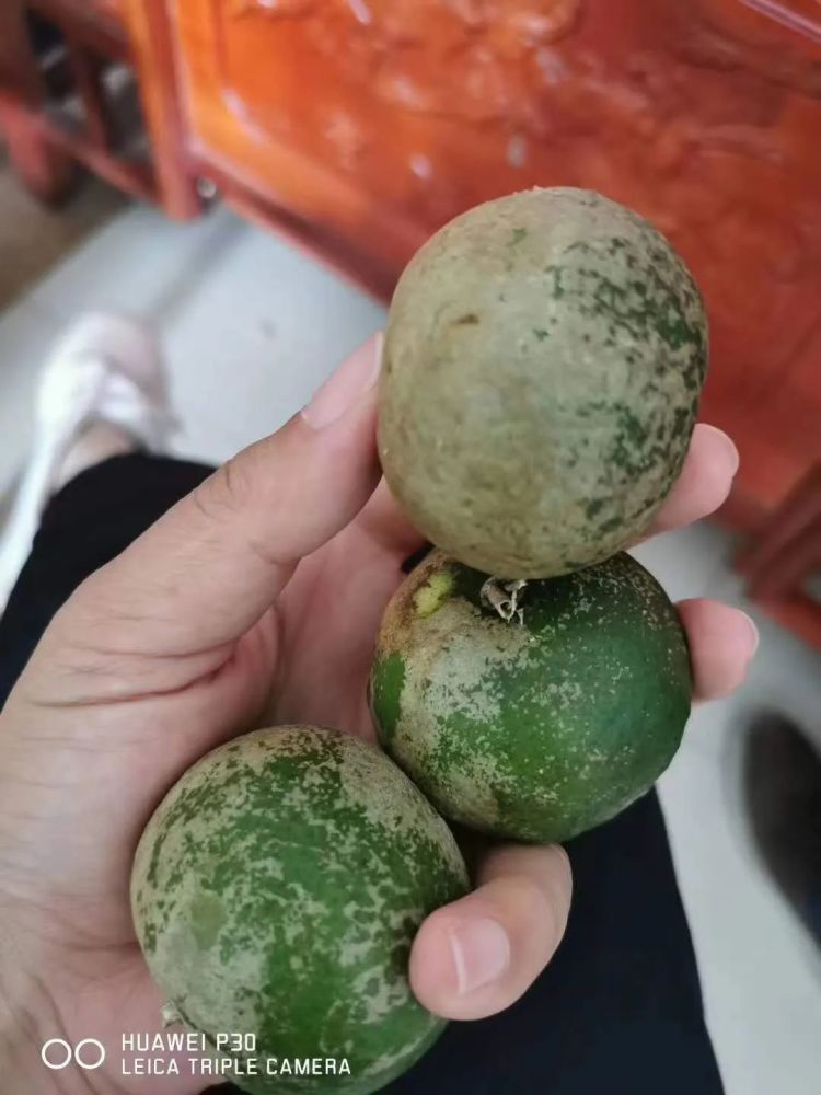 柑橘园|急！此病正是高发期，很多柑橘园已中招，防治不好，2毛/斤都没人要！