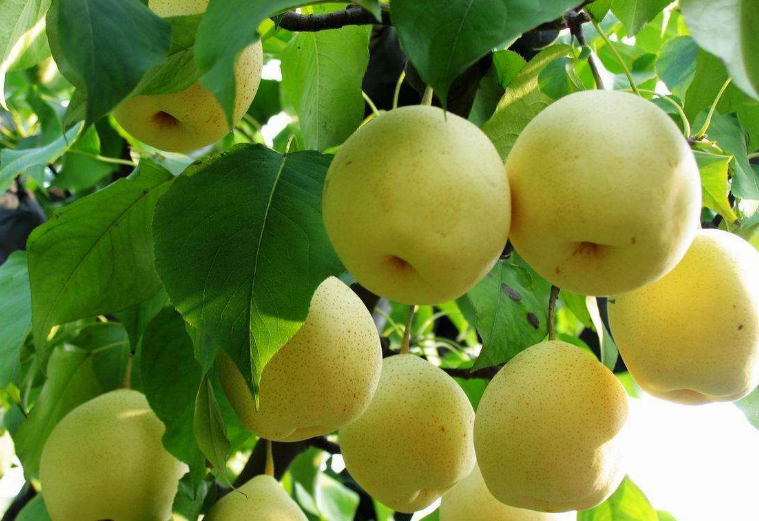 梨子|应该如何种梨，怎样种植才能实现高产，确保拥有高收入