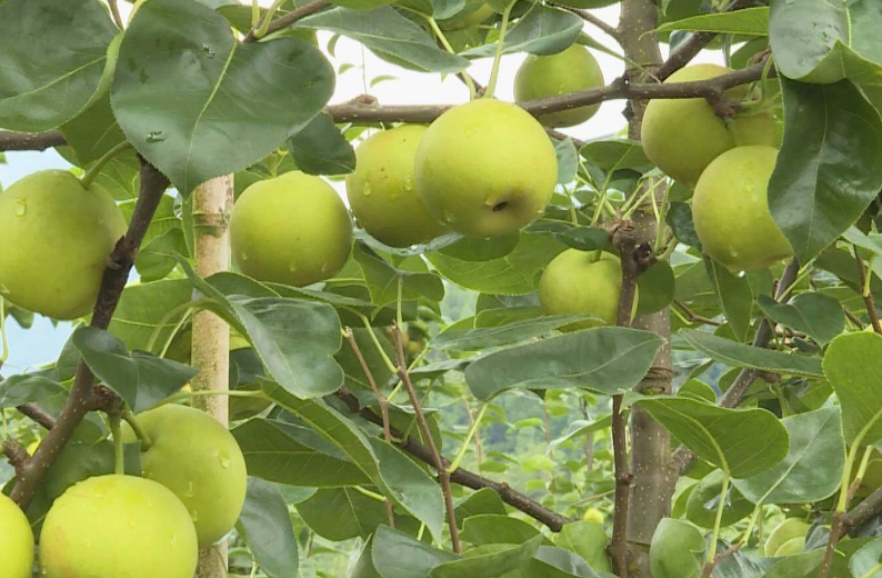 梨子|应该如何种梨，怎样种植才能实现高产，确保拥有高收入
