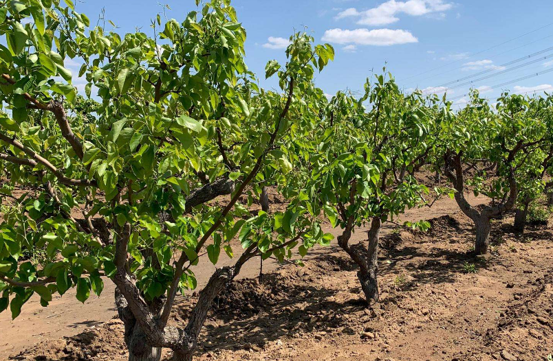 梨子|应该如何种梨，怎样种植才能实现高产，确保拥有高收入