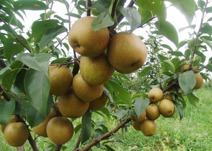 梨子|应该如何种梨，怎样种植才能实现高产，确保拥有高收入