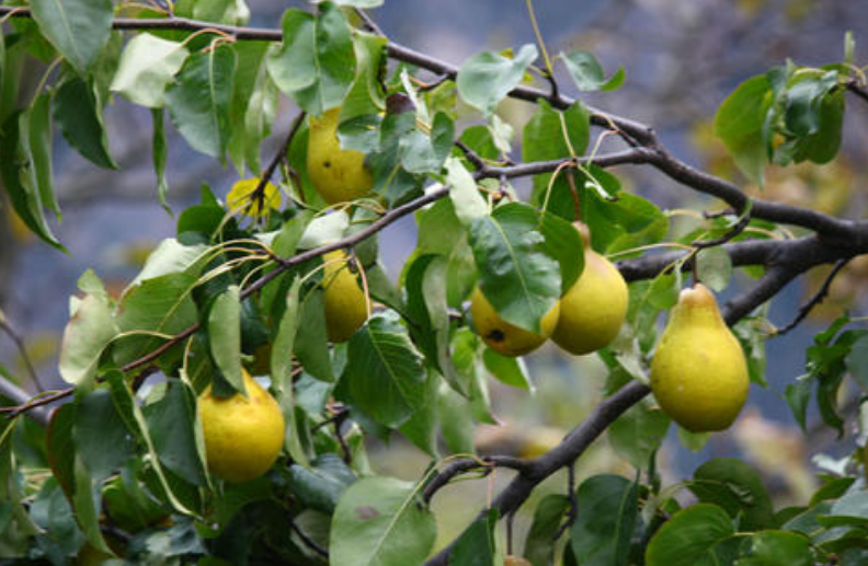 梨子|应该如何种梨，怎样种植才能实现高产，确保拥有高收入