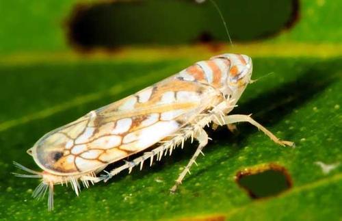 枣树|秋天枣树长出细嫩的枝叶，其实是它“疯了”，赶紧对付这种小虫子