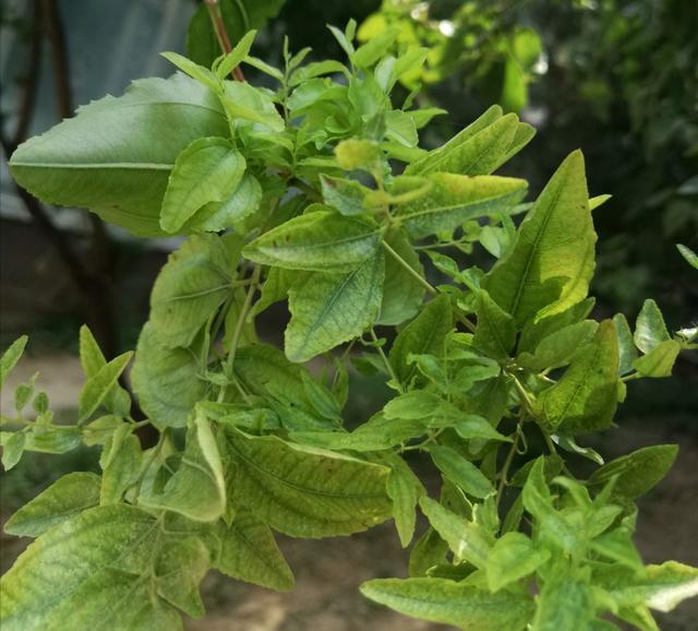 枣树|秋天枣树长出细嫩的枝叶，其实是它“疯了”，赶紧对付这种小虫子