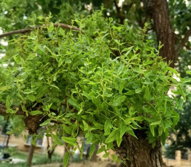 枣树|秋天枣树长出细嫩的枝叶，其实是它“疯了”，赶紧对付这种小虫子