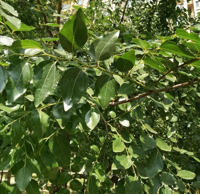 枣树|秋天枣树长出细嫩的枝叶，其实是它“疯了”，赶紧对付这种小虫子