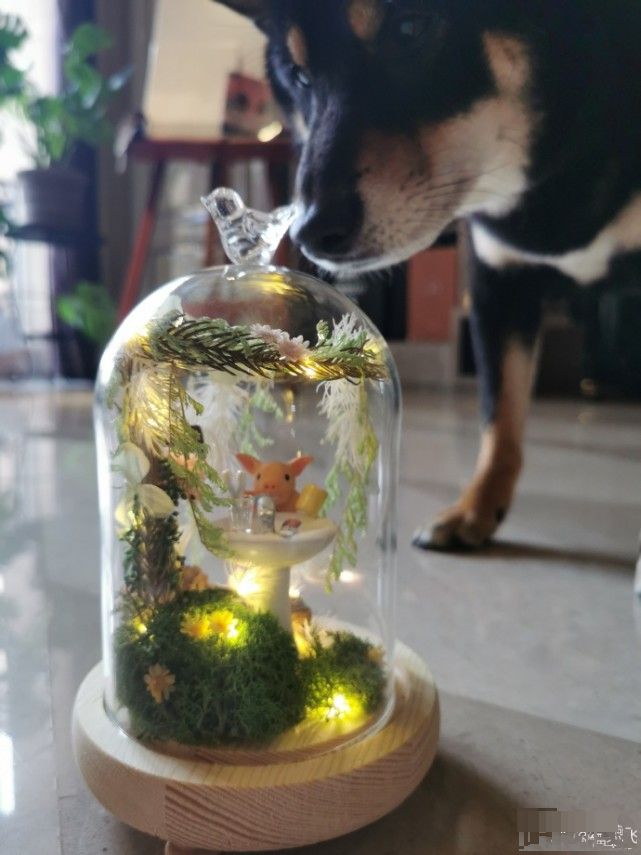 翟煦飞|翟煦飞低调为老公雷佳音庆生，和女儿偷做礼物，藏一个月后送惊喜