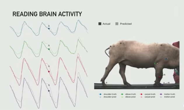 脑机接口|马斯克发布脑机接口：已无损植入猪脑，将在截瘫患者开展试验