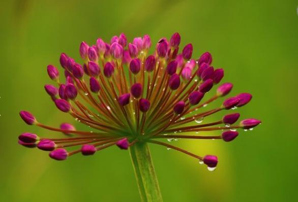 九月将近 贵州毕节韭菜坪开花了 紫色花海不亚于法国薰衣草紫 腾讯新闻