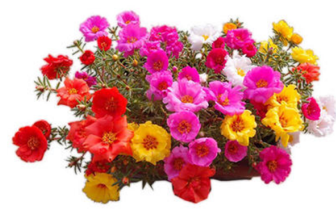 太阳花籽怎么种 太阳花籽的种植方法详细介绍 花卉百科网