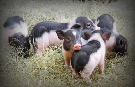 母猪|香猪母猪生产前有哪些表现？生产时又有哪些情况易压死小猪呢？