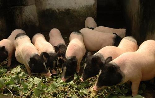 母猪|香猪母猪生产前有哪些表现？生产时又有哪些情况易压死小猪呢？