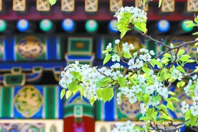 平谷大桃|吃鲜儿？吃沉？瓜果开胃 盛宴今晚开席