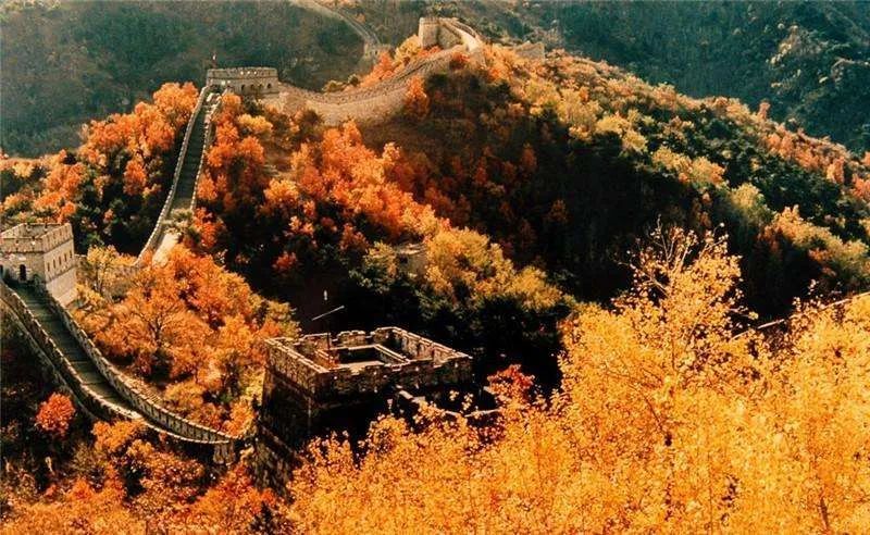 北京|红了！京城第一波红叶已上线！朝阳人家门口就能见！