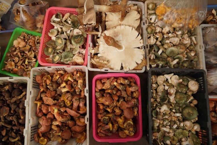 野生菌市场趋势与批发策略