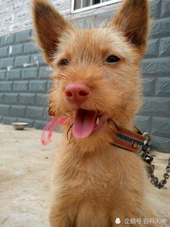 穿梭在丛林深处,保留原始猎性的本土优秀猎犬,现已濒临灭绝