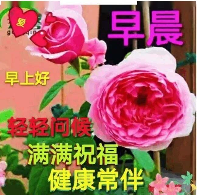 21最新漂亮早安图片鲜花带字最美早上好问候语图片带字温馨 腾讯新闻