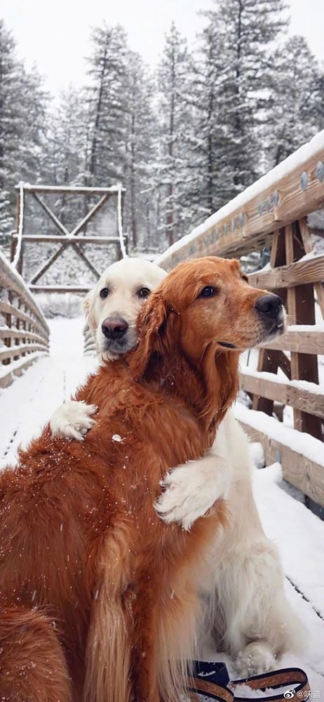 连狗都比你会谈恋爱了你看那个人他好像一条狗啊