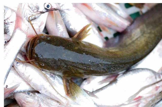 营养|它是被“误解”最多的鱼！其实营养不比甲鱼差