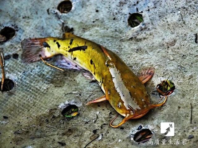 营养|它是被“误解”最多的鱼！其实营养不比甲鱼差