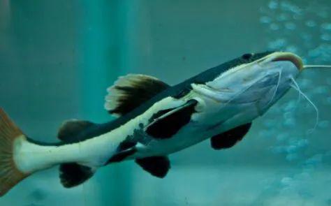 营养|它是被“误解”最多的鱼！其实营养不比甲鱼差