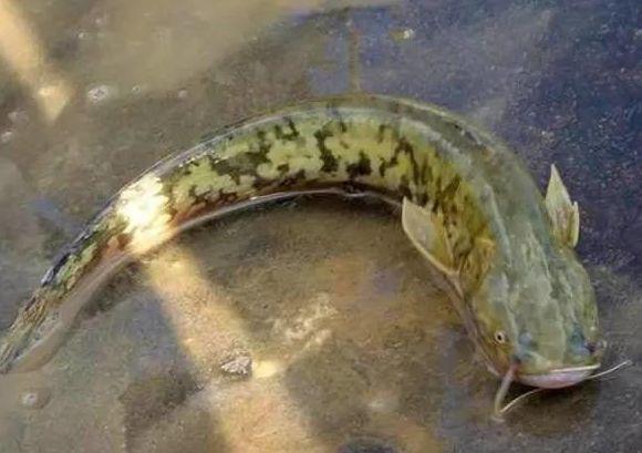 营养|它是被“误解”最多的鱼！其实营养不比甲鱼差