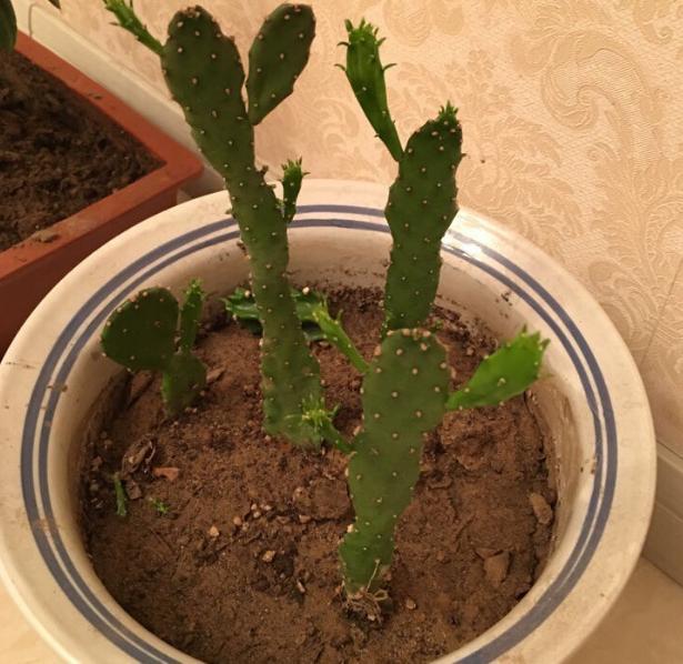 刚刚接触养花,盆栽什么好?首选此3款,成本低,观赏性高