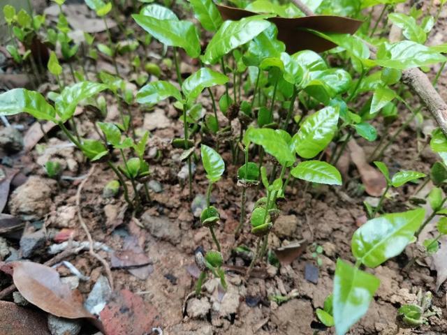 黄皮果|黄皮种子发芽慢畸形苗多，咋办？跟这四个要点有关，要针对性处理