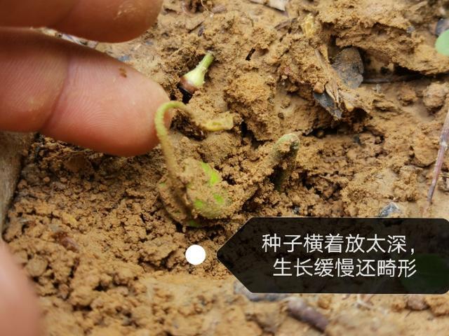 黄皮果|黄皮种子发芽慢畸形苗多，咋办？跟这四个要点有关，要针对性处理
