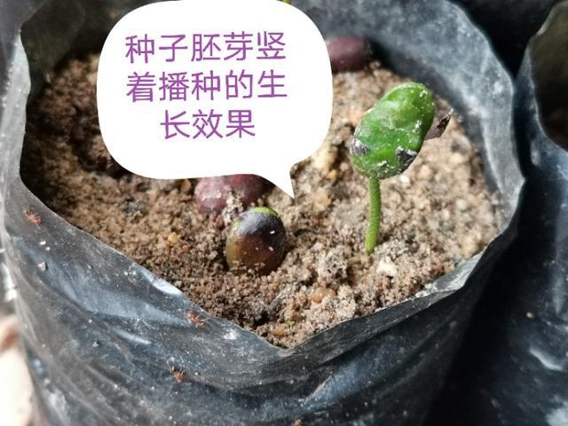 黄皮果|黄皮种子发芽慢畸形苗多，咋办？跟这四个要点有关，要针对性处理