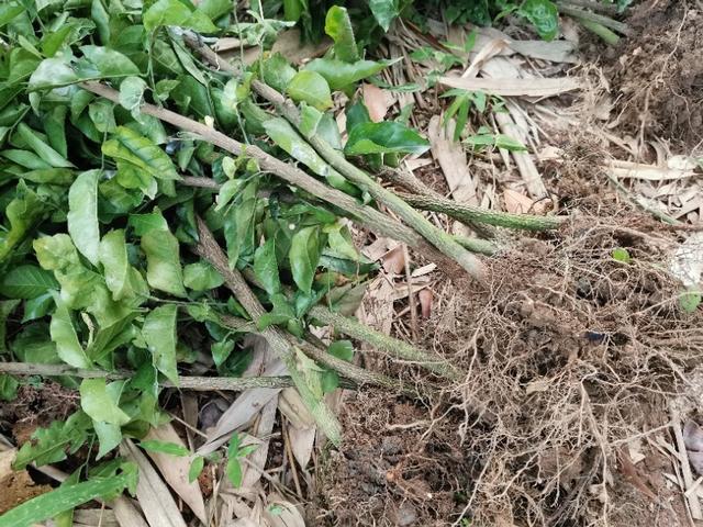 黄皮果|黄皮种子发芽慢畸形苗多，咋办？跟这四个要点有关，要针对性处理