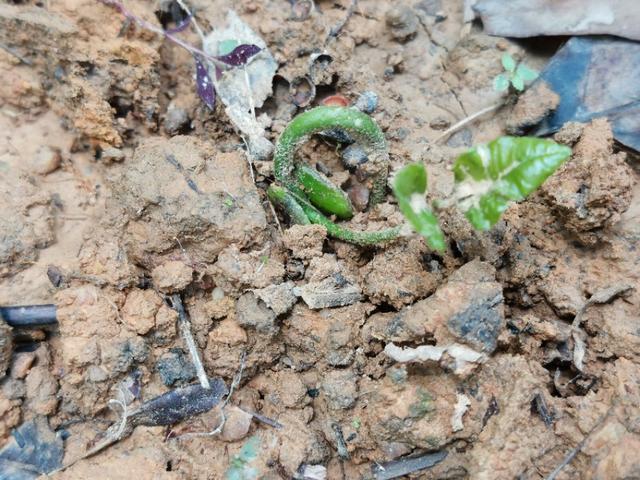 黄皮果|黄皮种子发芽慢畸形苗多，咋办？跟这四个要点有关，要针对性处理