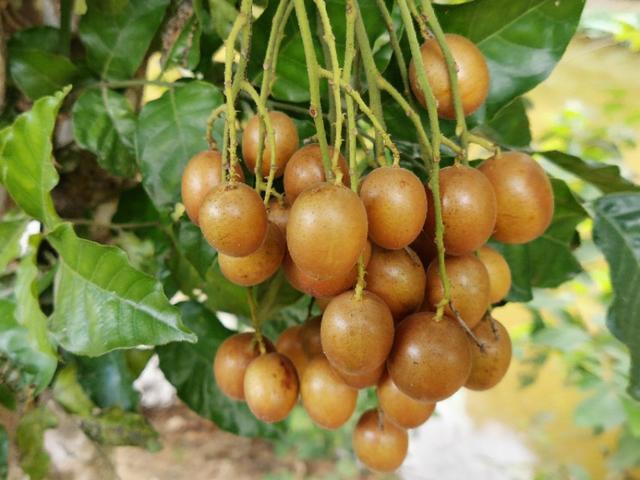 黄皮果|黄皮种子发芽慢畸形苗多，咋办？跟这四个要点有关，要针对性处理