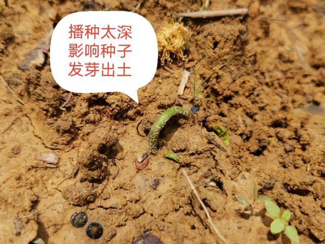 黄皮果|黄皮种子发芽慢畸形苗多，咋办？跟这四个要点有关，要针对性处理