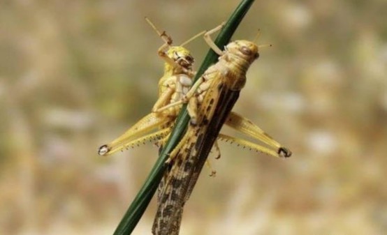 蝗灾|困扰人类3000多年，蝗灾成因终被我国科学家揭开，这50年没白费