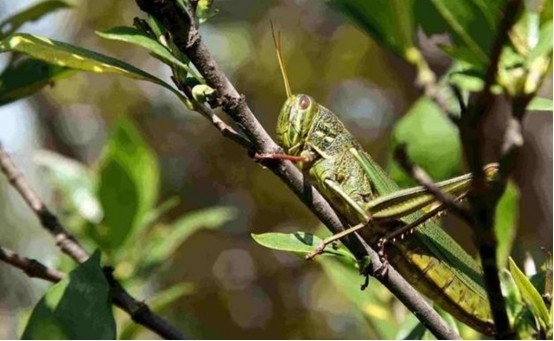蝗灾|困扰人类3000多年，蝗灾成因终被我国科学家揭开，这50年没白费