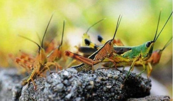 蝗灾|困扰人类3000多年，蝗灾成因终被我国科学家揭开，这50年没白费