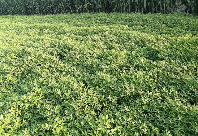 花生|9月份花生如何管理？离收获仅剩一个月，4点技巧促高产