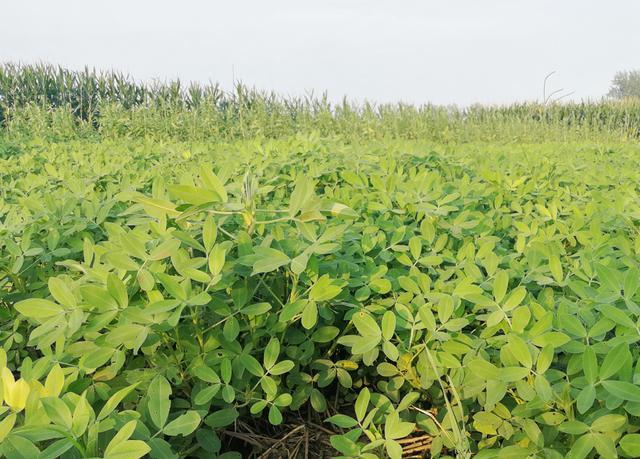 花生|9月份花生如何管理？离收获仅剩一个月，4点技巧促高产