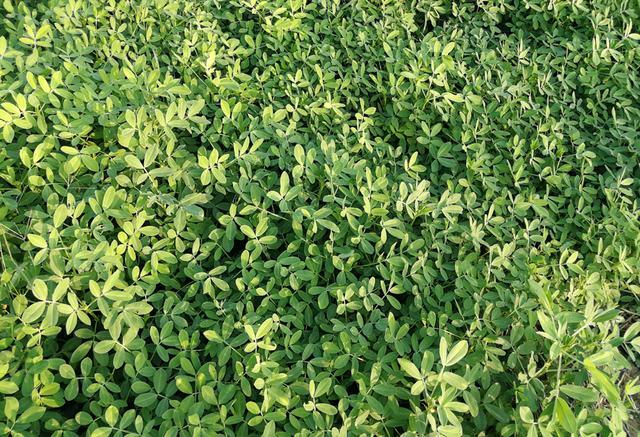 花生|9月份花生如何管理？离收获仅剩一个月，4点技巧促高产