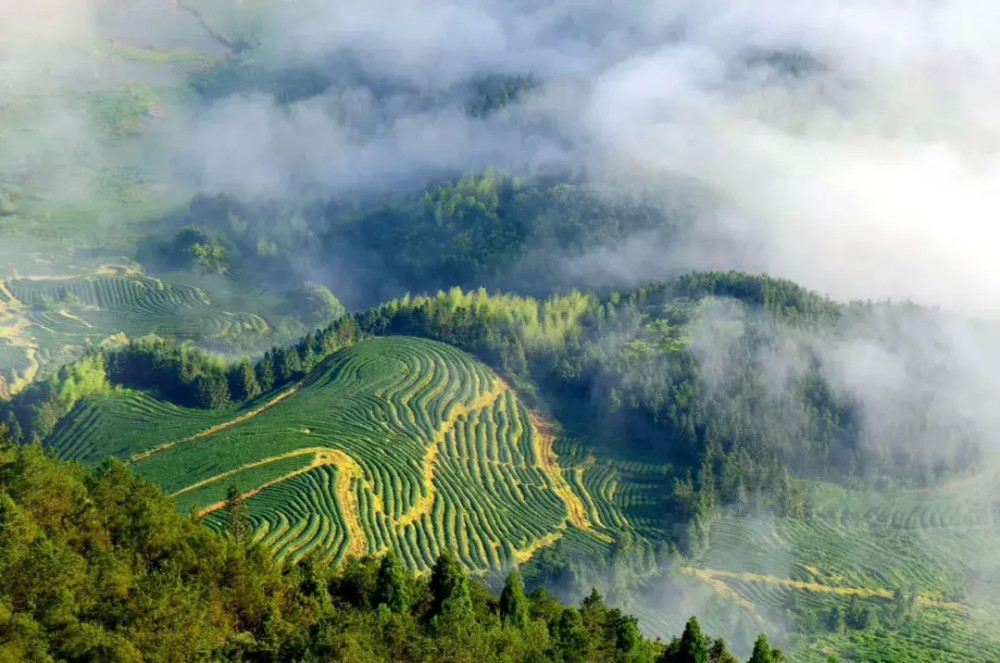 世界白茶在中国中国白茶在福鼎福鼎好茶在磻溪