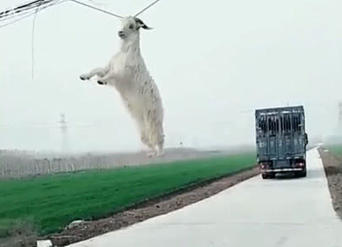 铲屎官|小羊从大车上逃跑，随后却把人看懵了：这智商有点着急啊