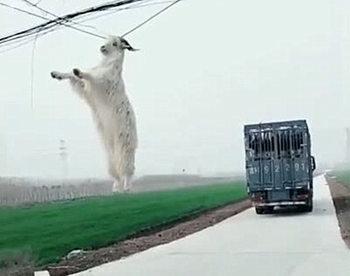 铲屎官|小羊从大车上逃跑，随后却把人看懵了：这智商有点着急啊