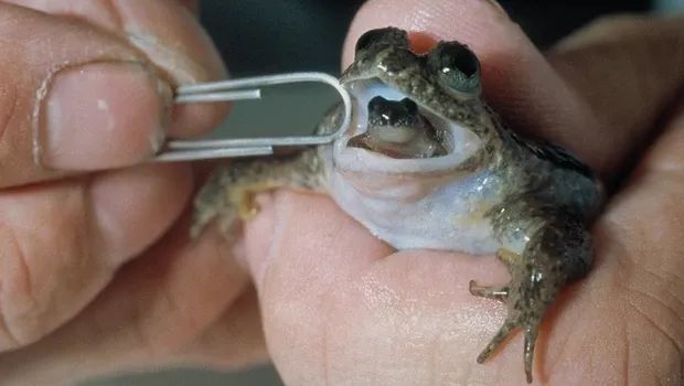 猛犸象|既能复活猛犸象，又能复活猫王，科学家们的“起死回生术”有多神奇？