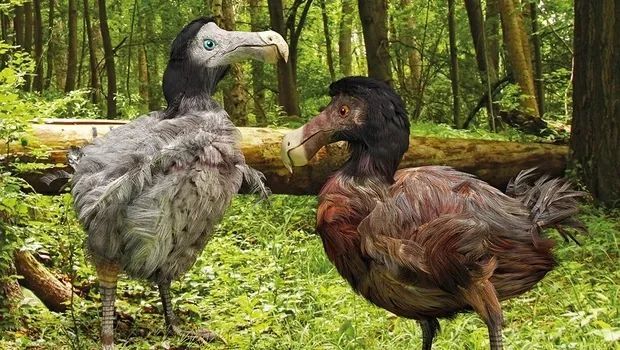 猛犸象|既能复活猛犸象，又能复活猫王，科学家们的“起死回生术”有多神奇？