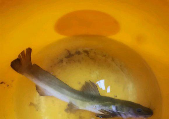 长须和鱼身特别纤长的"奇怪黄辣丁,其实是一种长江中上游的罕见鱼种