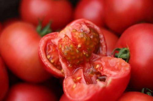 西红柿|为什么现在的西红柿没有小时候的味道了？是种子公司故意的吗？